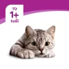 Pate Whiskas cho mèo con