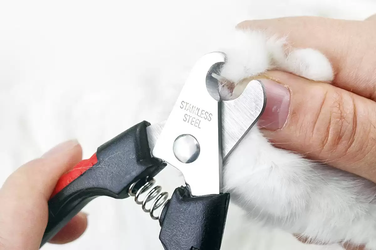 Kềm cắt móng cho mèo giúp quá trình cắt móng dễ dàng hơn
