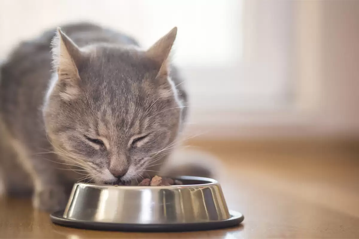 Cho thuốc vào thức ăn ướt của mèo