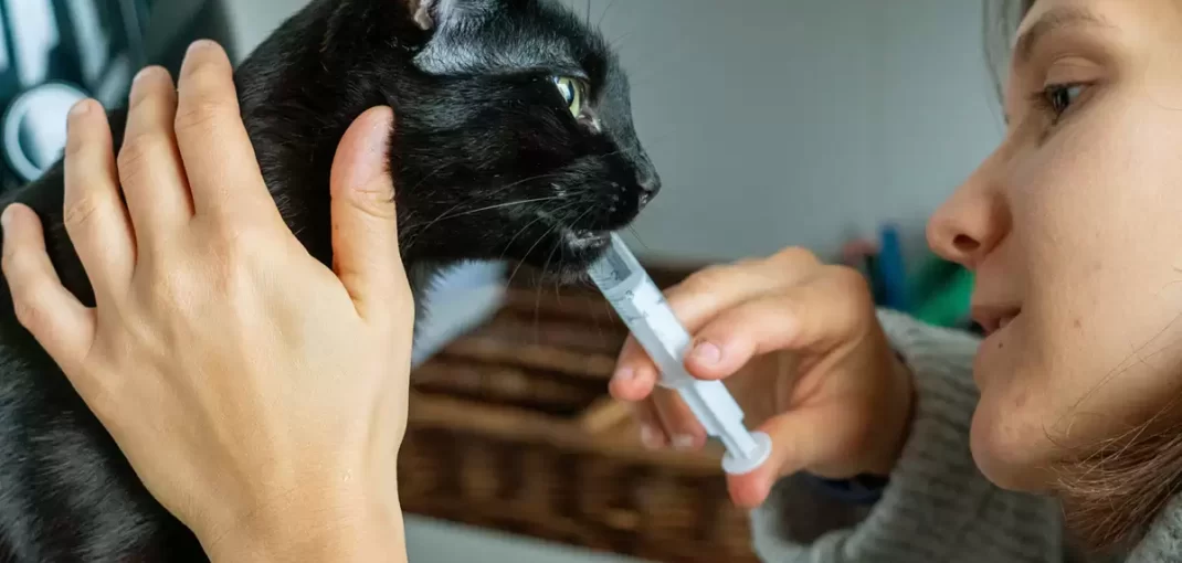 Cách cho mèo uống thuốc dạng viên và dạng nước dễ dàng