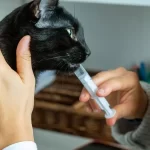 Cách cho mèo uống thuốc dạng viên và dạng nước dễ dàng