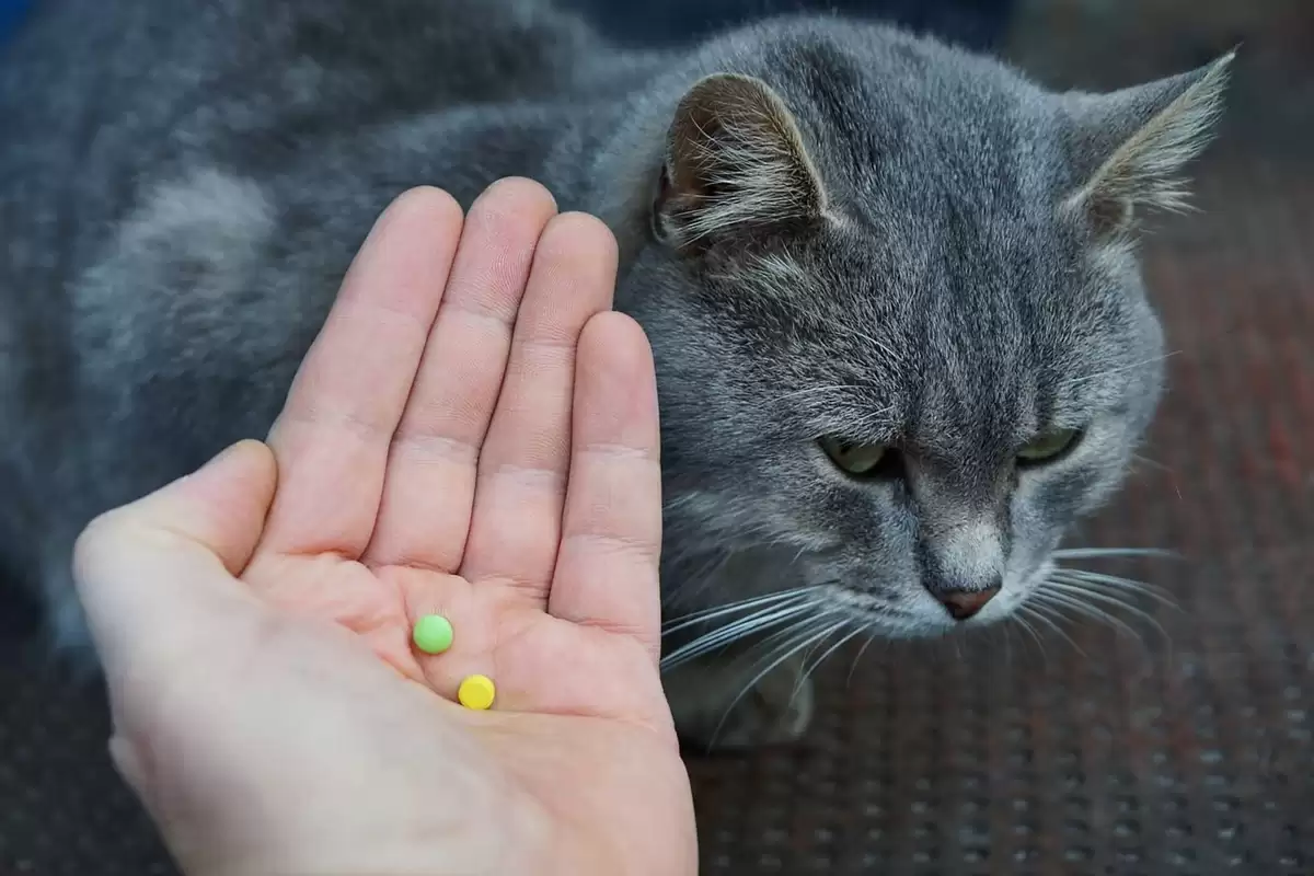 Cho mèo uống thuốc trực tiếp