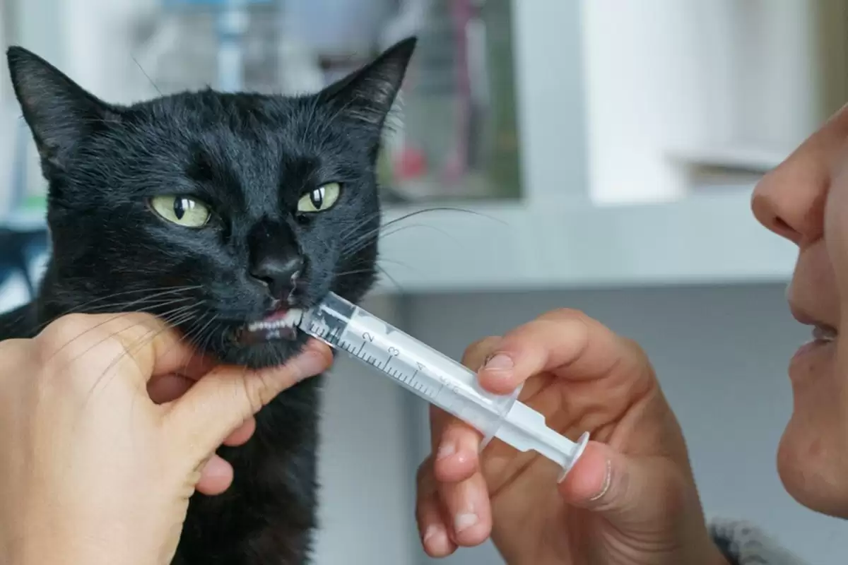 Cho mèo uống thuốc dạng lỏng trong ống tiêm