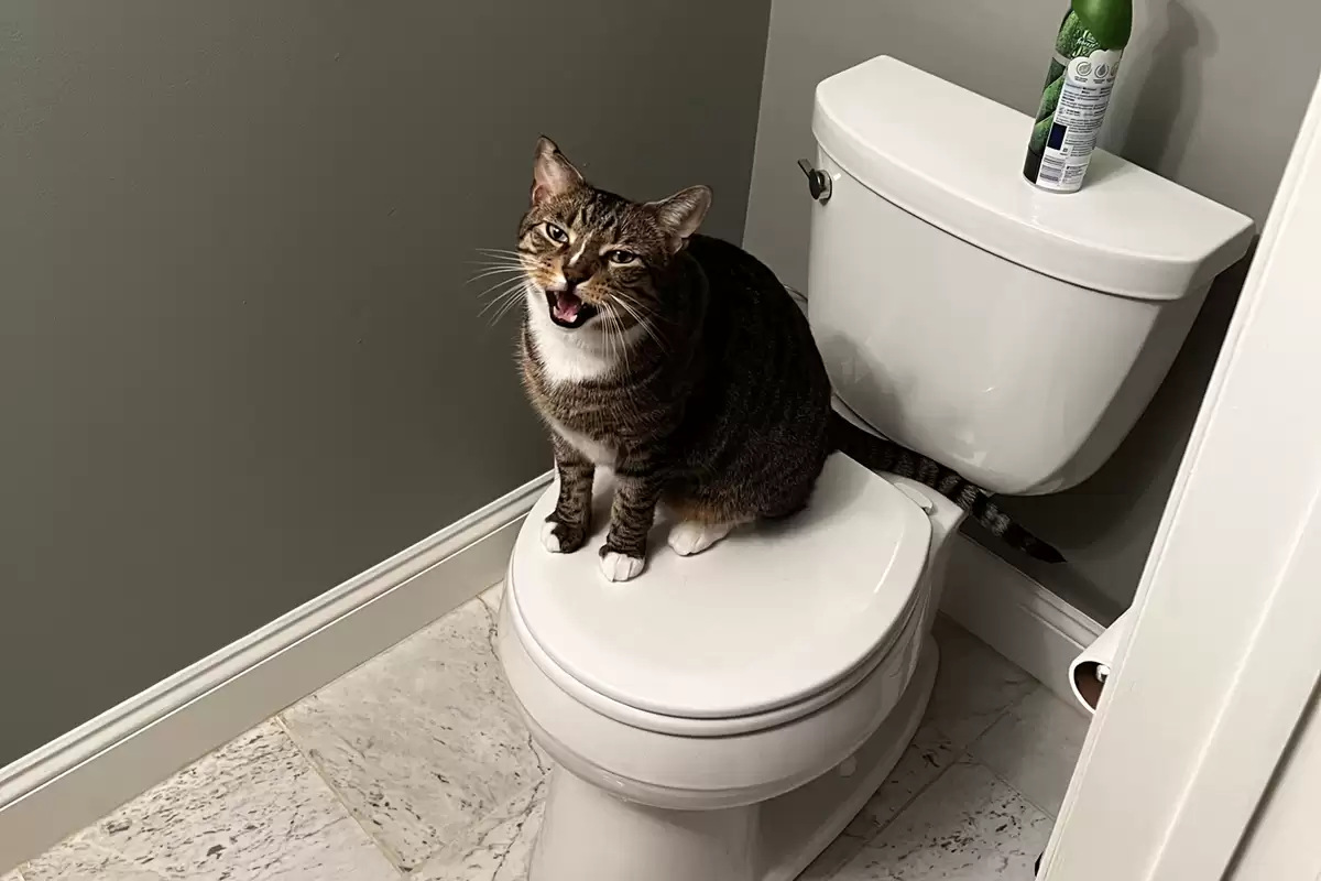 Mèo ngồi xổm hoặc kêu meo meo để đòi đi vệ sinh
