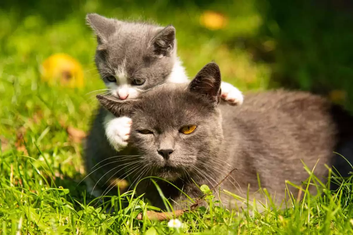 Mèo hoang thường có tuổi thọ thấp hơn mèo nhà