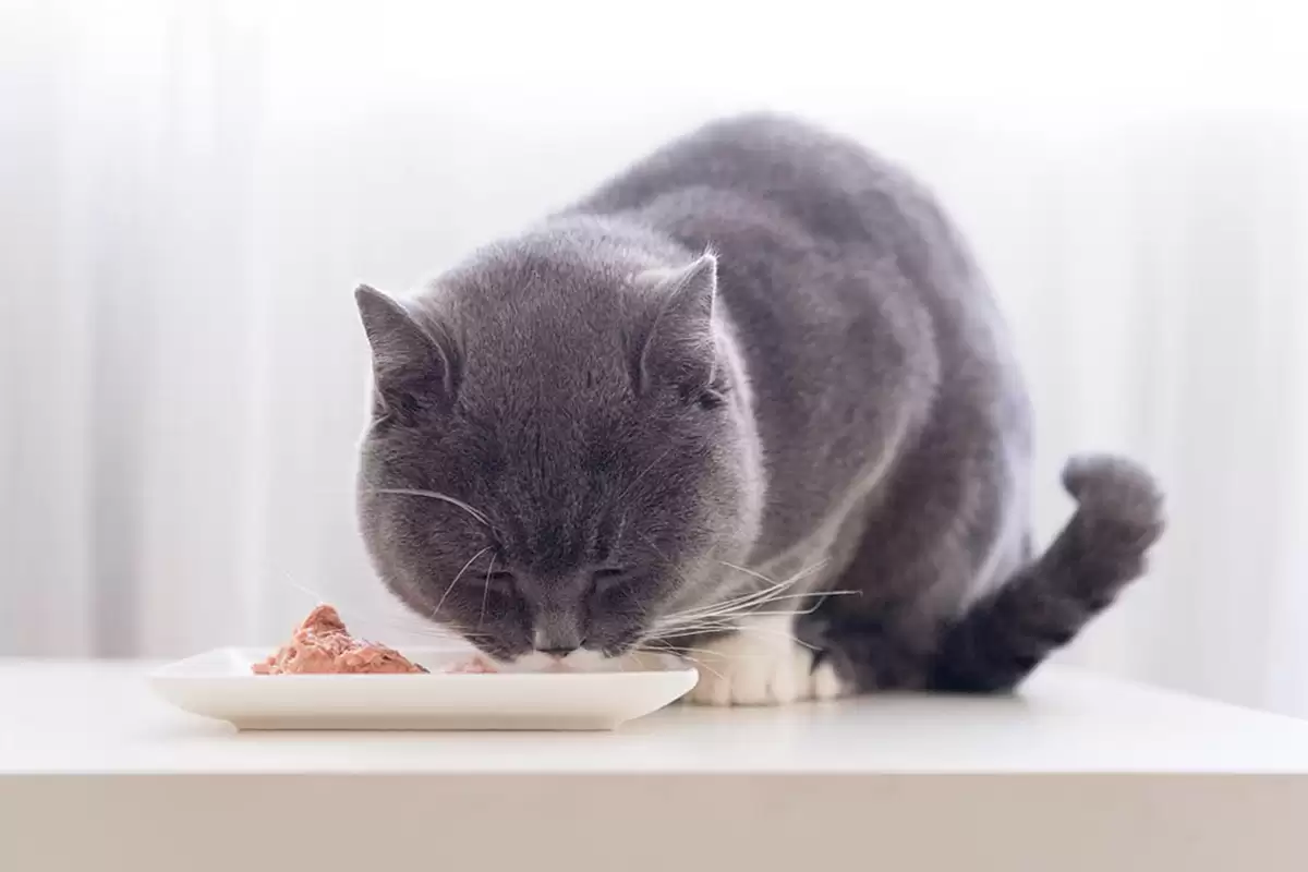 Mèo Anh Lông Ngắn nên ăn thịt