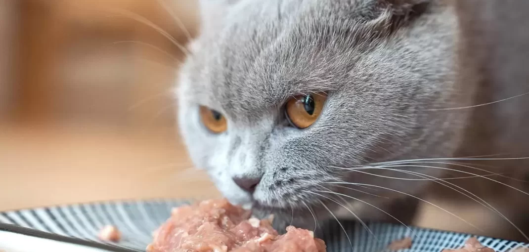 Mèo Anh Lông Ngắn ăn gì để mèo béo, khỏe mạnh?