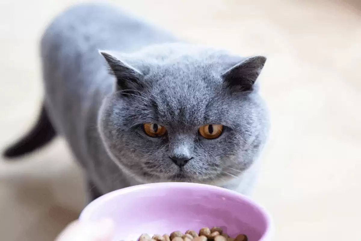 Mèo Anh Lông Ngắn cần bổ sung lượng lớn protein