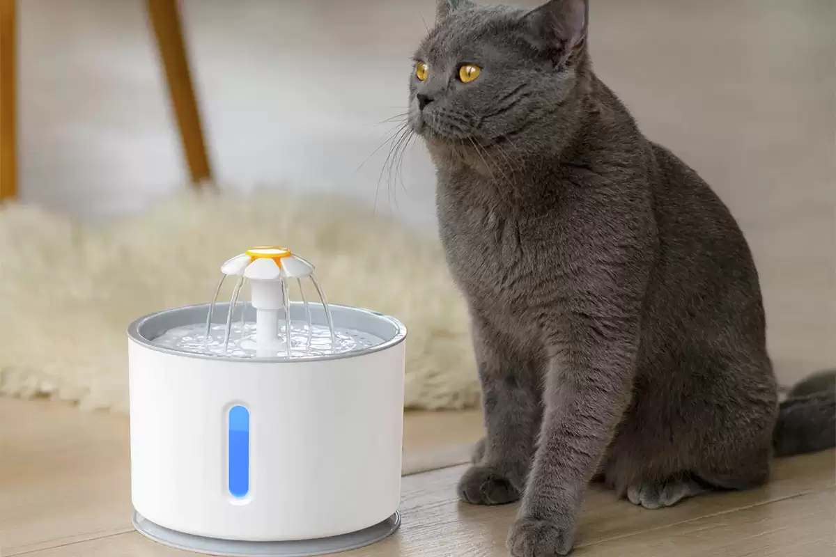 Mèo Anh Lông Ngắn cần nước để hỗ trợ chức năng thận và đào thải độc tố