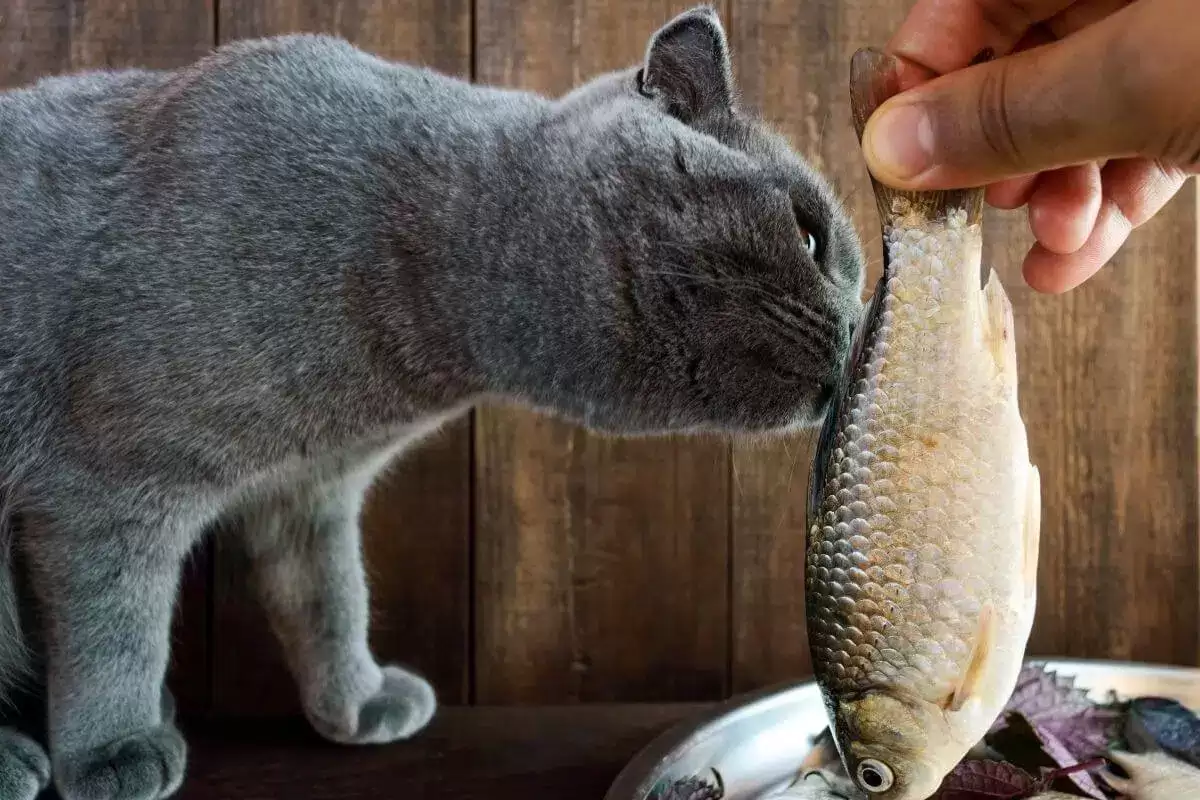 Thức ăn cho mèo Anh Lông Ngắn cần chứa protein từ động vật