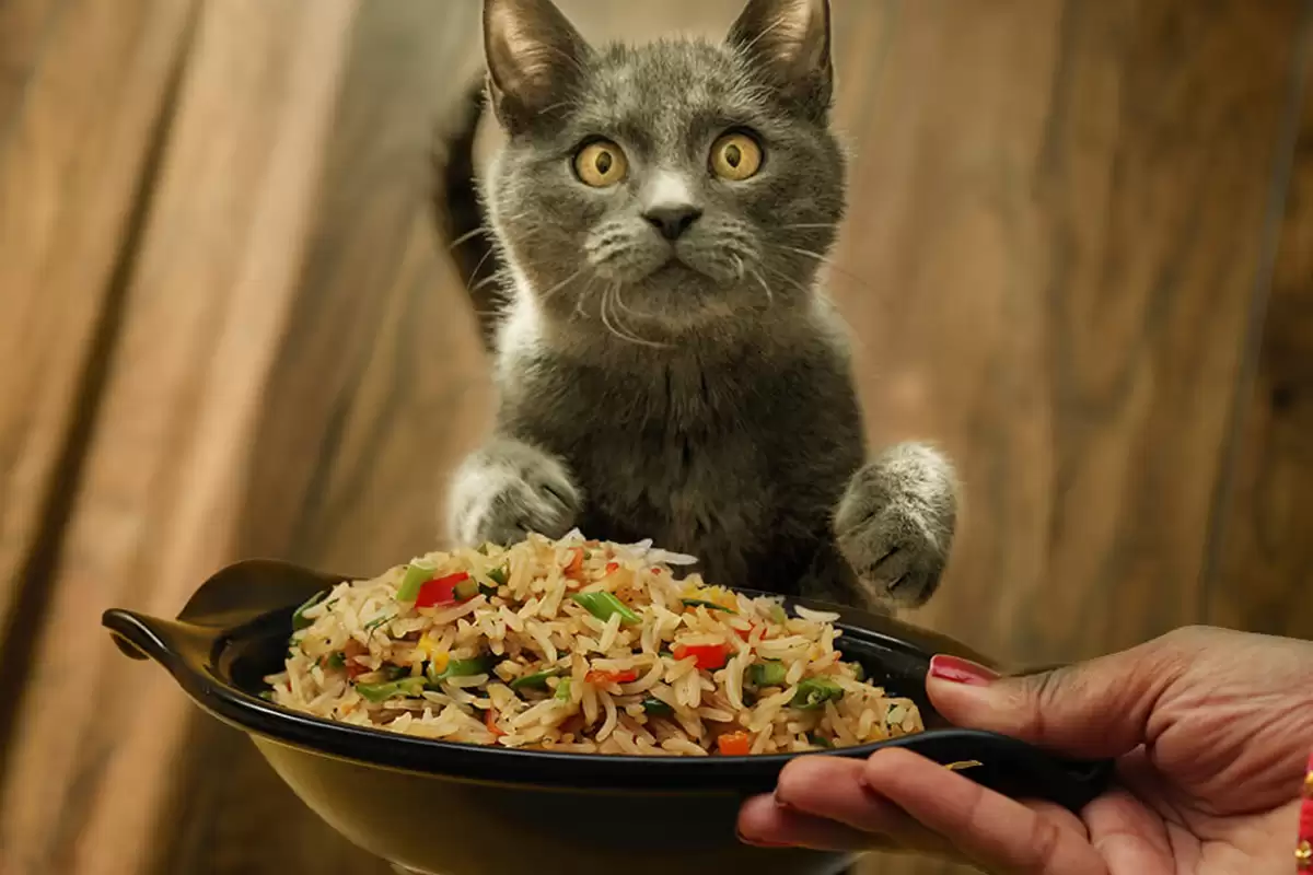 Không nên cho Mèo Anh Lông Ngắn ăn quá nhiều cơm