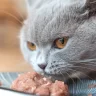 Mèo Anh Lông Ngắn ăn gì để mèo béo, khỏe mạnh?