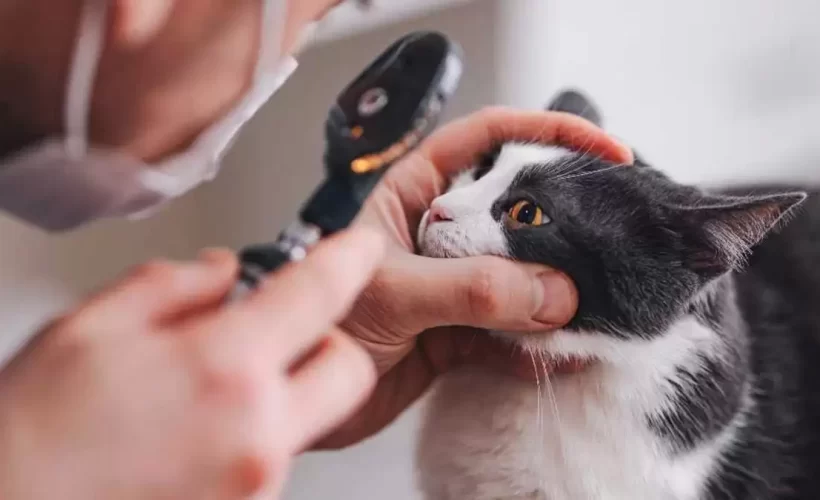 Mèo bị đau mắt, sưng mắt có nguy hiểm? Cách chữa trị nhanh khỏi nhất
