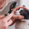 Mèo bị đau mắt, sưng mắt có nguy hiểm? Cách chữa trị nhanh khỏi nhất