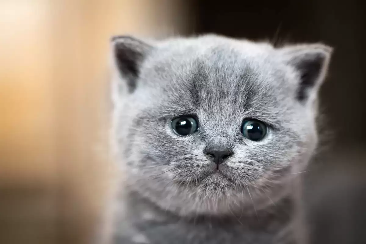 Mèo chảy nước mắt do bệnh lý hoặc tác động ngoài