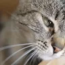 Mèo chảy nước mắt do buồn hay đau đớn?