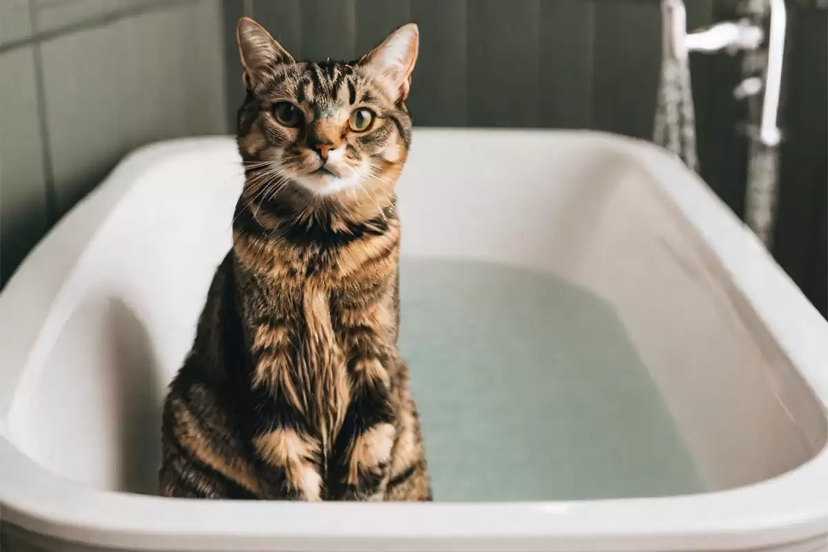 Tắm cho mèo thường xuyên giúp giữ cho mèo khỏe mạnh