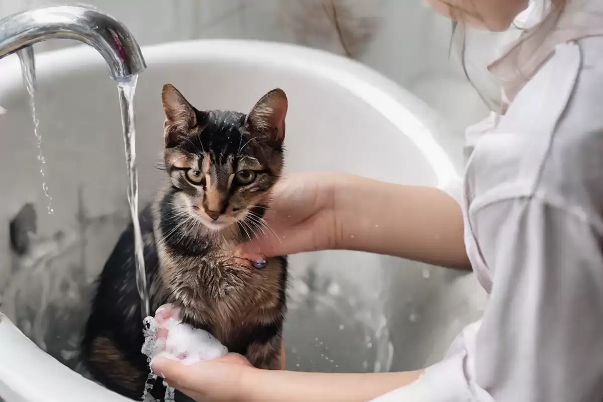 Tắm cho bé mèo từ từ tránh làm chúng hoảng