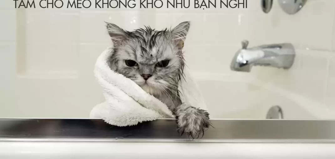 Tắm cho mèo không còn là "nỗi ám ảnh" với 10 mẹo đơn giản
