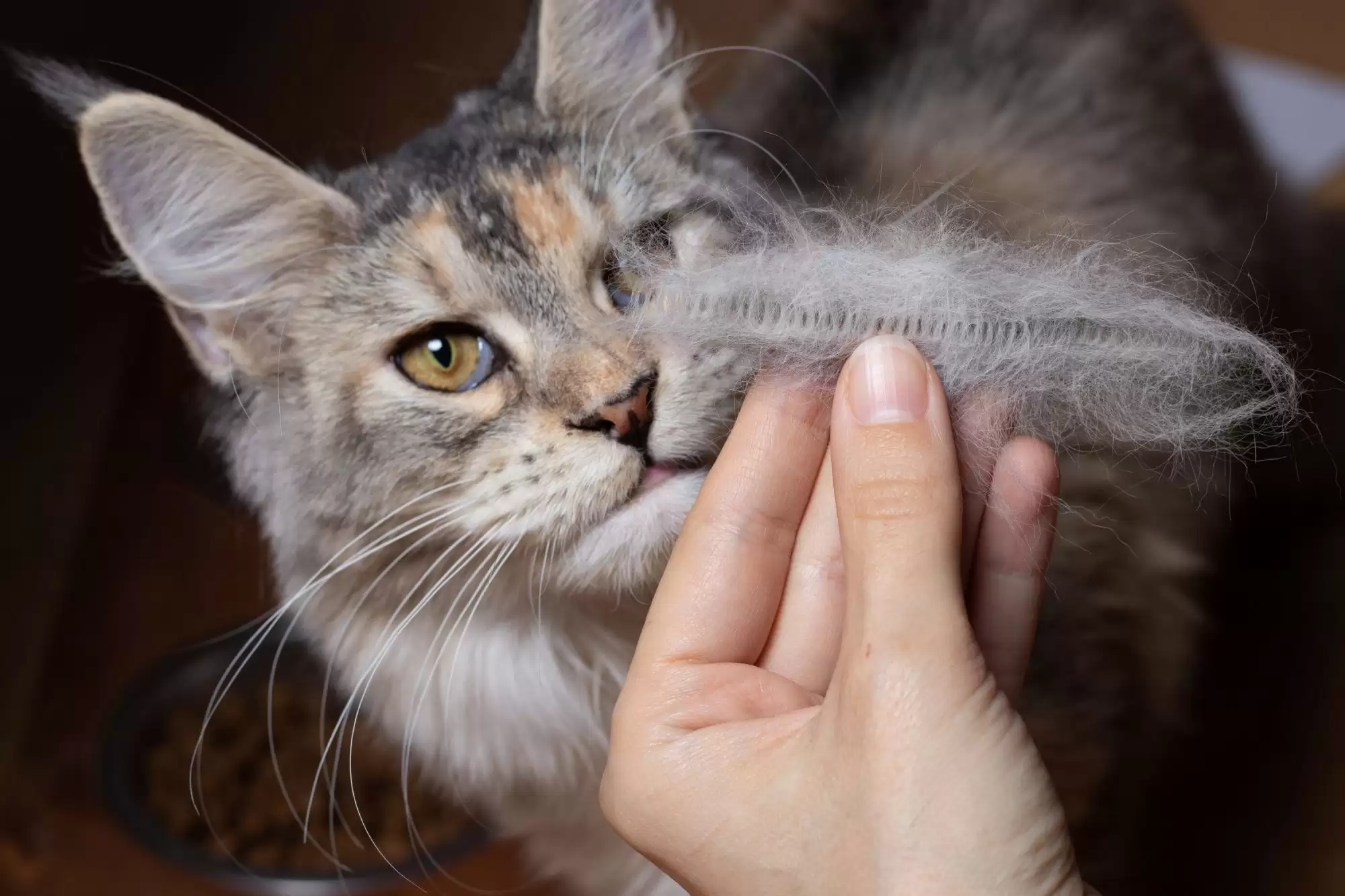 Mèo thường xuyên rụng lông cũng là dấu hiệu nhận biết đang bị ký sinh bởi ve rận