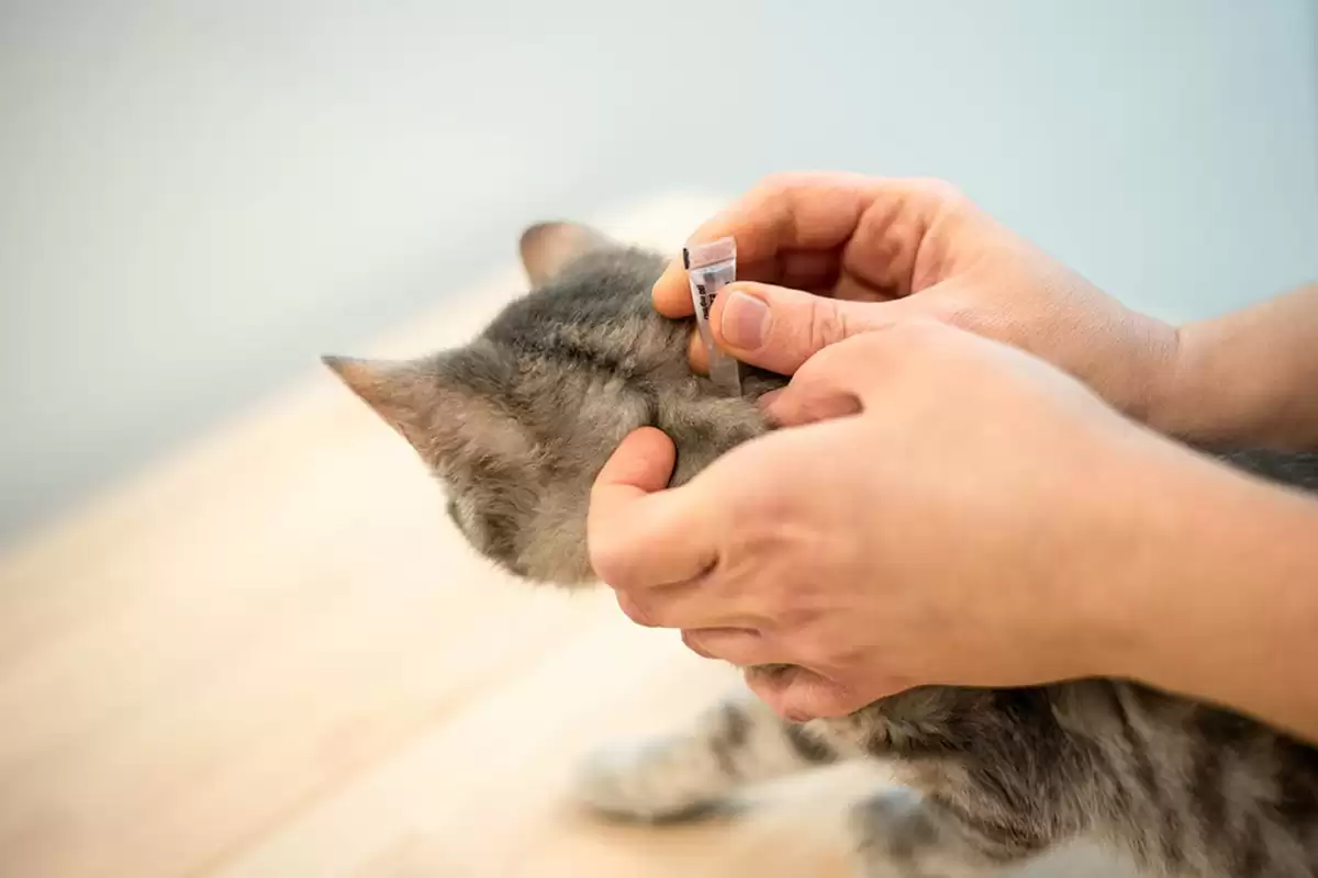 Dùng thuốc nhỏ gáy trị rận cho mèo
