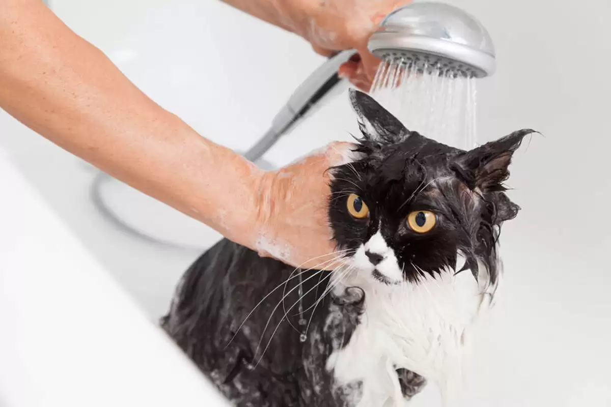 Sữa tắm trị rận cho mèo dễ dùng và hiệu quả
